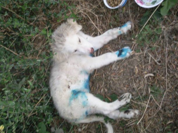 Ιστιαία: Έκαψε το σκυλάκι, το έσυρε και το κρέμασε στην ελιά!